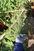 Thumbnail IMG_5170.JPG 