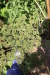 Thumbnail IMG_5171.JPG 