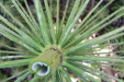 Thumbnail IMG_5172.JPG 