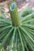 Thumbnail IMG_5173.JPG 