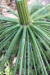 Thumbnail IMG_5174.JPG 