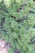 Thumbnail IMG_5175.JPG 