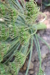 Thumbnail IMG_5176.JPG 