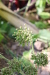 Thumbnail IMG_5177.JPG 