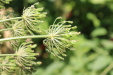 Thumbnail IMG_5178.JPG 