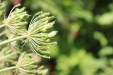 Thumbnail IMG_5179.JPG 