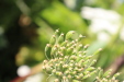 Thumbnail IMG_5180.JPG 