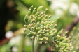Thumbnail IMG_5181.JPG 