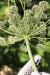 Thumbnail IMG_5183.JPG 
