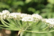 Thumbnail IMG_5185.JPG 