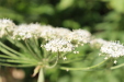 Thumbnail IMG_5186.JPG 