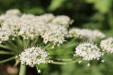 Thumbnail IMG_5187.JPG 