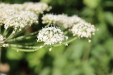 Thumbnail IMG_5188.JPG 