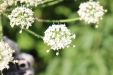 Thumbnail IMG_5189.JPG 