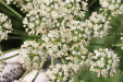 Thumbnail IMG_5190.JPG 