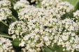 Thumbnail IMG_5191.JPG 