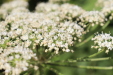 Thumbnail IMG_5192.JPG 