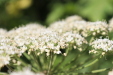 Thumbnail IMG_5193.JPG 