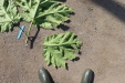 Thumbnail IMG_5201.JPG 