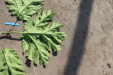 Thumbnail IMG_5202.JPG 