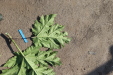 Thumbnail IMG_5203.JPG 