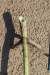 Thumbnail IMG_5204.JPG 