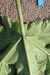 Thumbnail IMG_5205.JPG 