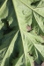 Thumbnail IMG_5206.JPG 