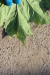 Thumbnail IMG_5207.JPG 