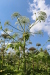 Thumbnail IMG_5261.JPG 