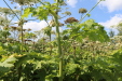 Thumbnail IMG_5262.JPG 