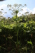 Thumbnail IMG_5264.JPG 