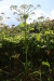 Thumbnail IMG_5265.JPG 