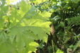 Thumbnail IMG_5266.JPG 