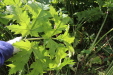 Thumbnail IMG_5267.JPG 