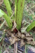 Thumbnail IMG_5268.JPG 