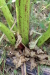 Thumbnail IMG_5269.JPG 