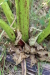 Thumbnail IMG_5270.JPG 