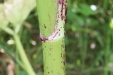 Thumbnail IMG_5272.JPG 