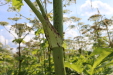Thumbnail IMG_5273.JPG 