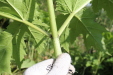 Thumbnail IMG_5274.JPG 