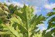 Thumbnail IMG_5275.JPG 