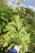 Thumbnail IMG_5276.JPG 