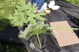 Thumbnail IMG_5277.JPG 