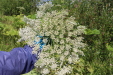 Thumbnail IMG_5279.JPG 