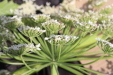 Thumbnail IMG_5280.JPG 