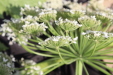 Thumbnail IMG_5281.JPG 