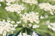 Thumbnail IMG_5284.JPG 