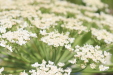 Thumbnail IMG_5285.JPG 