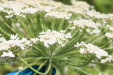 Thumbnail IMG_5286.JPG 